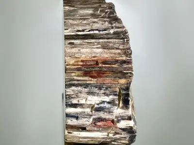 Prokřemenělé dřevo