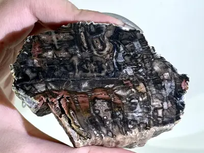 Prokřemenělé dřevo